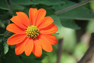 Orange Sun Flower with Green leaf