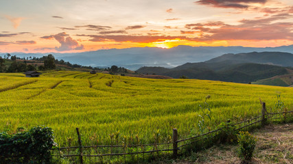 Fototapeta na wymiar Pa Pong Piang Rice Terraces, Chiang Mai (Thailand).Image is soft focus.
