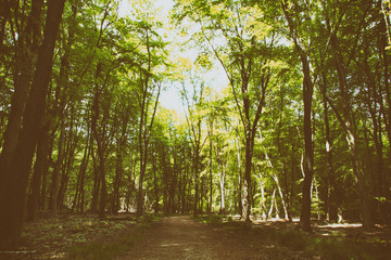 Obraz premium Countryside walk with path winding through trees