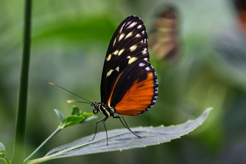 Naklejka na ściany i meble Tiger longwing butterfly