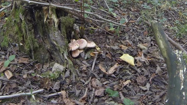 in the woods near the stump to grow mushrooms