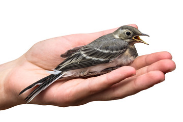 wounded bird tree pipit in the hands, isolated on white background. Anthus trivialis. swallow