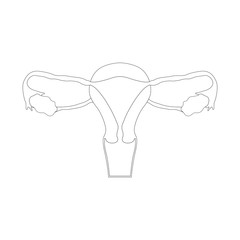 female reproductive system, circuit sketch hand-drawn illustration isolated on white background,the internal uterine structure and vagina to the ovaries