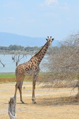 Giraffe On the shore of the lake Manza in the Selous game reserve in Tanzania in east Africa 