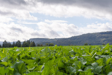 In der Natur im Herbst