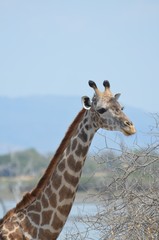 Giraffe On the shore of the lake Manza in the Selous game reserve in Tanzania in east Africa 