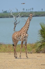 Giraffe On the shore of the lake Manza in the Selous game reserve in Tanzania in east Africa 