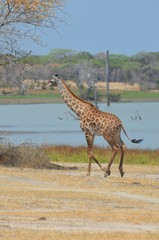 Giraffe On the shore of the lake Manza in the Selous game reserve in Tanzania in east Africa 