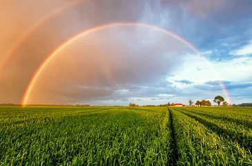 Selbstklebende Fototapete Land Rainbow Ländliche Landschaft mit Weizenfeld bei Sonnenuntergang
