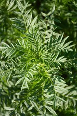 fresh green marigold plants in nature garden