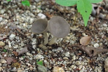 チャワンタケ　Helvella macropus © K. HATOH