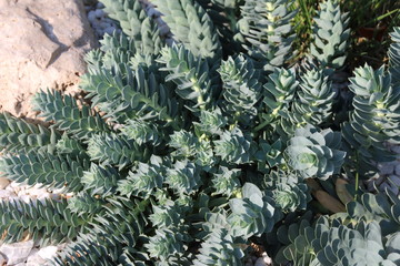 Spurge (Euphorbia myrsinites L., Euphorbiaceae) in the rocky garden