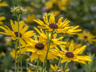 Daisy in garden