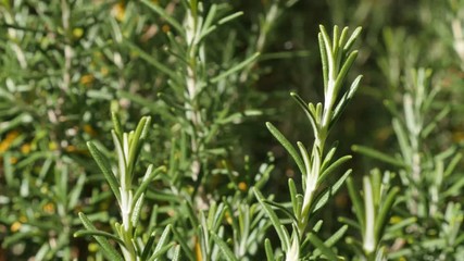 Green Rosmarinus officinalis tasty and healthy spice close-up 4K 2160p 30fps UltraHD footage - Shallow DOF Rosemary plant needles in the garden3840X2160 UHD video 