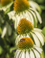 Hoverflies  on flower