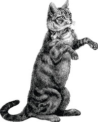 Vintage illustration cat - 122391268