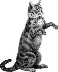 Stickers pour porte Chat Vintage illustration cat