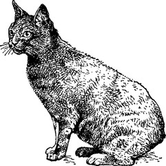Vintage illustration cat