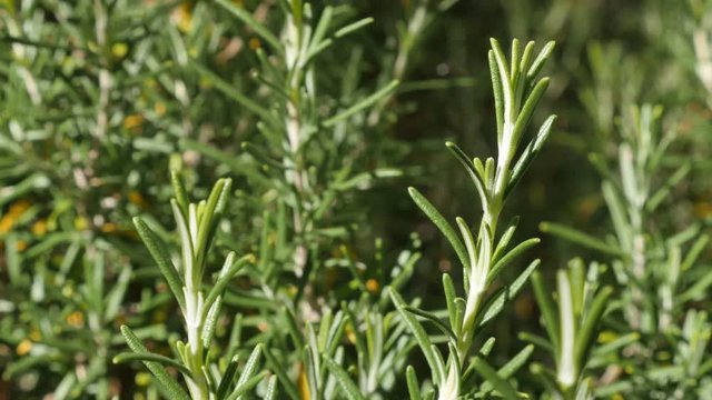 Green Rosmarinus officinalis tasty and healthy spice close-up 4K 2160p 30fps UltraHD footage - Shallow DOF Rosemary plant needles in the garden3840X2160 UHD video 