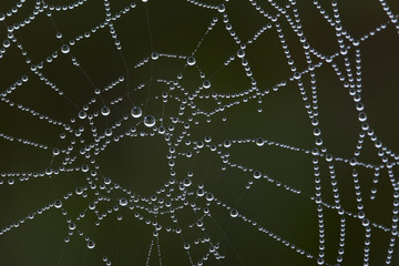 Spider web with drops in the morning forest. Macro shot.