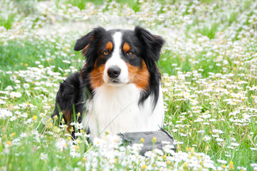 Australian shepherd dog lying outdoors