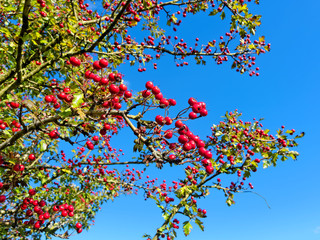 Fototapeta premium Red hawthorn berries on background blue sky in Sutton Park, UK.