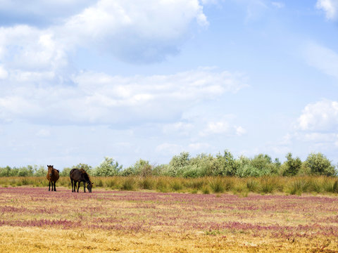 wild horses in Letea, Danube Delta 