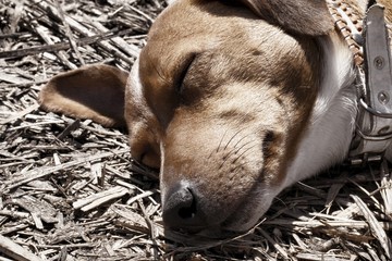 Dog Jack Russell terrier sleep. Macro shot.