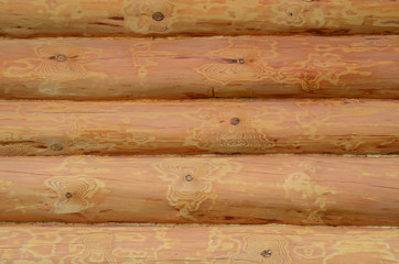 Beautiful wood cedar for texture or natural background