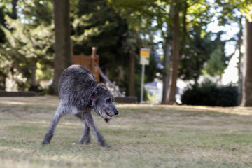 Irischer Wolfshund / Irish Wolfhound liegt auf der Wiese und lässt sich fotografieren