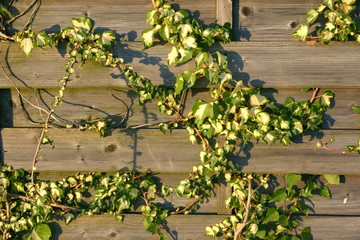 Ivy grows on wooden plank fence
