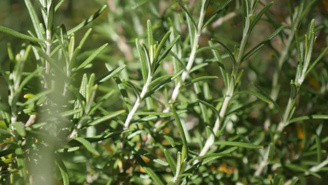 Shallow DOF Rosemary plant needles in the garden 4K 2160p 30fps UltraHD footage - Green Rosmarinus officinalis tasty and healthy spice close-up 3840X2160 UHD video 