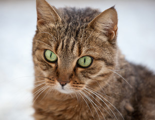 Gatto tigrato europeo