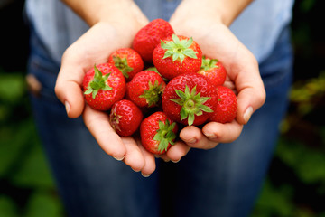 Handful of delicious red strawberries