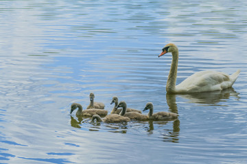 Swans