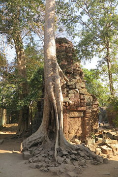 The trees growing out of Ta Prohm ruins