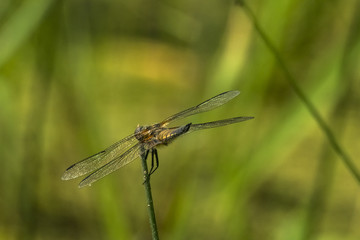 Dragonfly