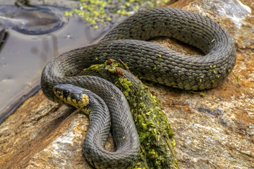 Grass Snake