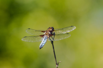 Dragonfly