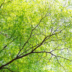 Branches and leaves of background & texture.