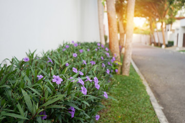 Fototapeta na wymiar Purple ruellias flower in the garden near concrete fence and road in soft focus
