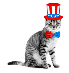 Cute cat with Uncle Sam hat and bow-tie on white background. USA holiday concept.