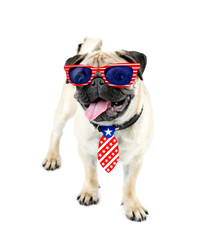 Cute dog with sunglasses and tie on white background. USA holiday concept.