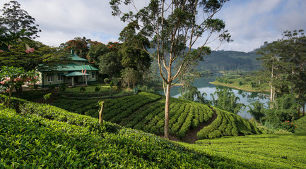 Fototapeta na wymiar Sri Lanka's Hill Country and Tea estates