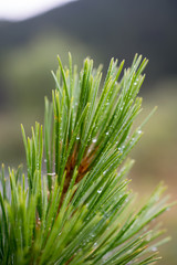 Drops on the pine branch in the Altai mountains, Russia