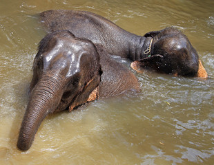 two elephants are swimmming in the river