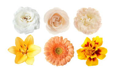 Selection of different flowers isolated on white