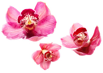 Beautiful pink orchid on white background