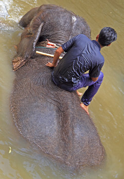 Man And Elephant In Kuala Gandah