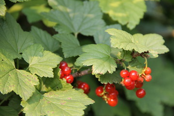 Яркие ягоды красной смородины на ветке с зелеными листьями